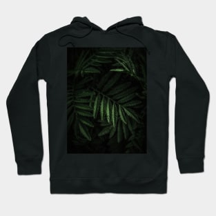 FERN Hoodie